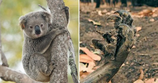La academia de idiomas IML La Zubia adopta a un koala australiano para poner su granito de arena ante la catástrofe vivida en Australia
