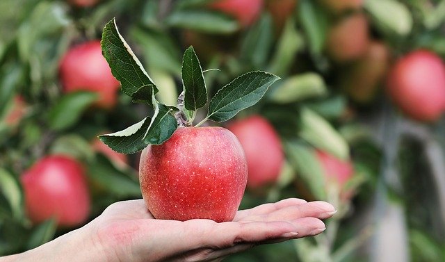 Dieta del opositor: cómo alimentar cuerpo y mente