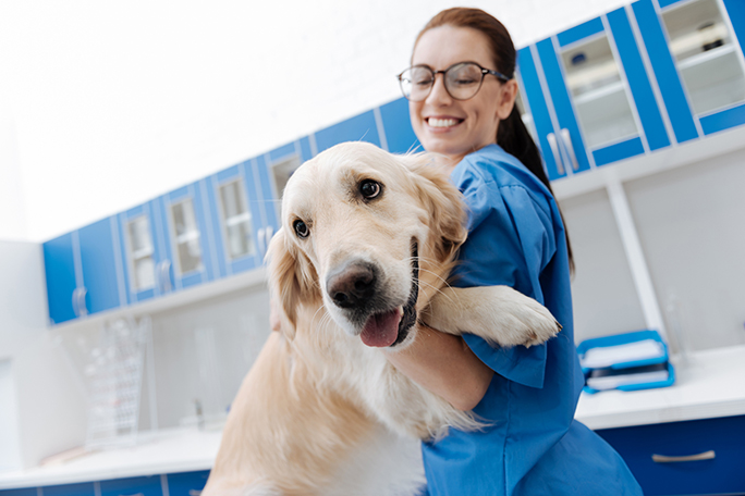 Imagen destacada de la noticia Curso de ayudante técnico veterinario en Granada