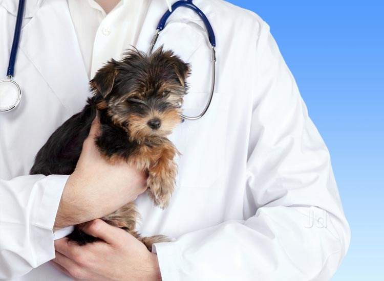 Imagen destacada de la noticia Curso en Granada sobre 'PatologÃas más frecuentes en clÃnica veterinaria'