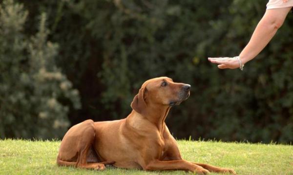 Curso para ser Adiestrador Canino Profesional en Granada