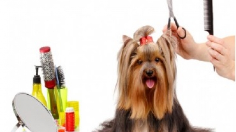 imagen promocional del curso Curso Profesional PeluquerÃa y Estética y Estilismo Canino
